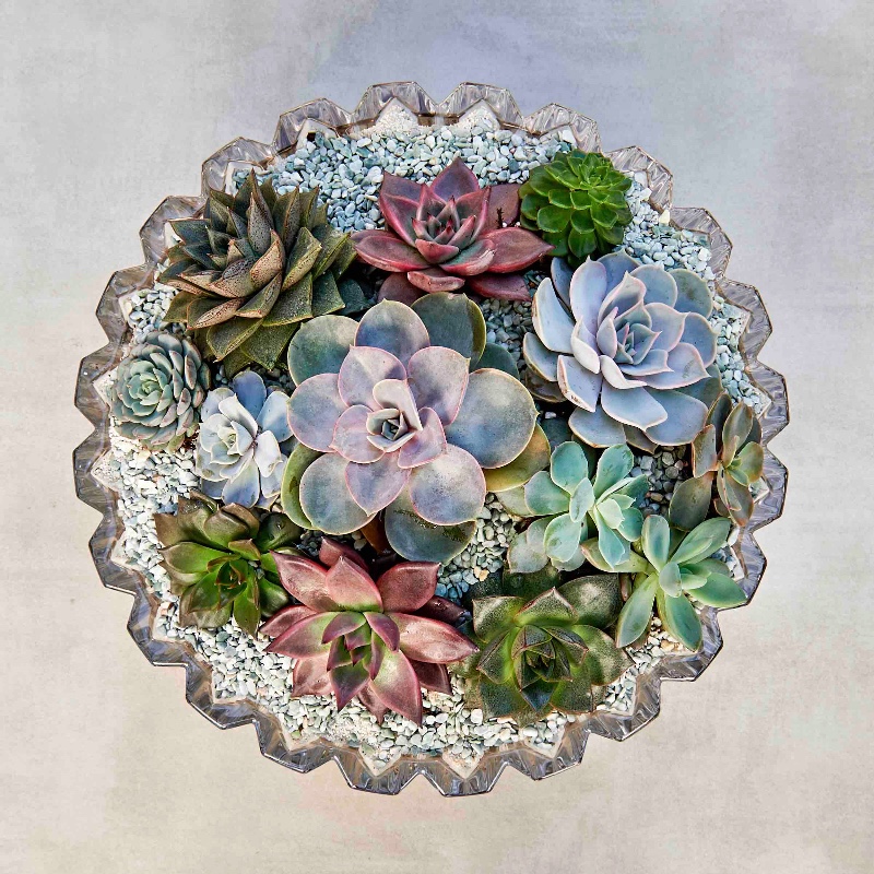 Audrey-MiniGardens.ae-20180224